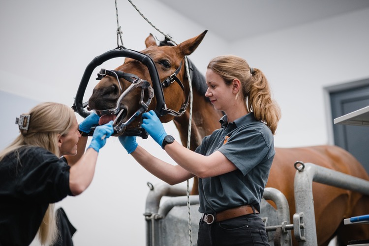 Pferdeklinik Seeburg GmbH - unsere Vision